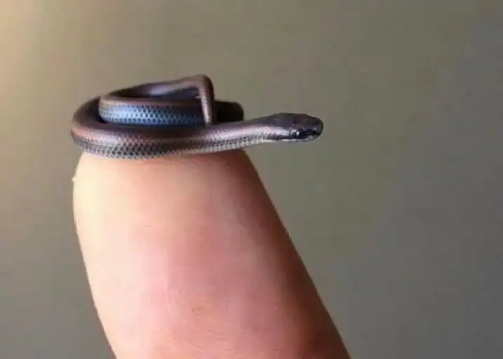 threadsnake Lost for 20 Years, the World’s Smallest Snake Has Been Found Alive in Barbados